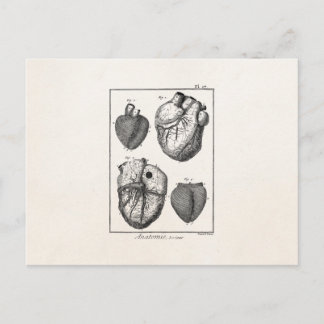 Vintage 1800er Herz Retro Herz Anatomie Herzen Postkarte
