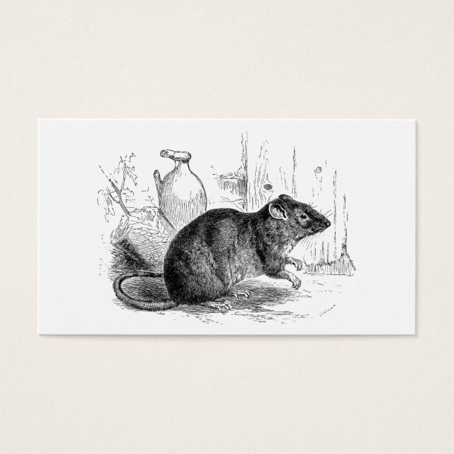 Vintage 1800er Jahre Brauner Rattenrat Illustratio (Vorderseite)