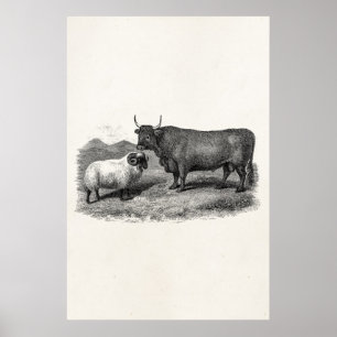 Vintage 1800er Jahre Bull Sheep Illustration Retro Poster