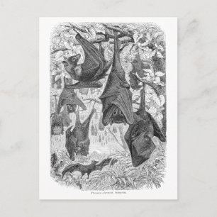 Vintage 1800er Jahre Fliegender Fuchs Fledermaus R Postkarte