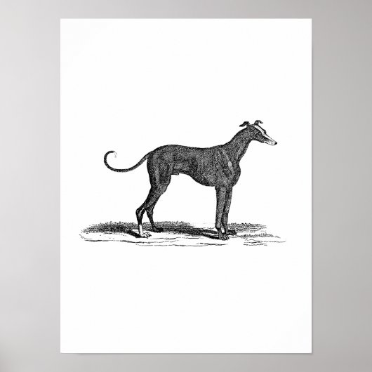 Vintage 1800er-Jahre-Hunde-Hunde-Illustration - Hu Poster (Vorne)