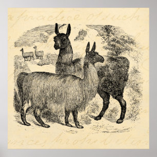 Vintage 1800er Jahre Lama Retro Rosa Lamas Schablo Poster