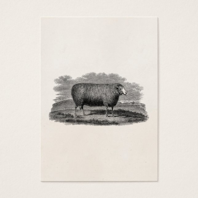 Vintage 1800er Jahre Schafschau-Illustration Retro (Vorderseite)