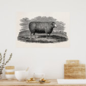 Vintage 1800er Jahre Schafschau-Illustration Retro Poster (Küche)