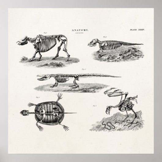 Vintage 1800er-Jahre Tierskelette Antike Anatomie Poster (Vorne)