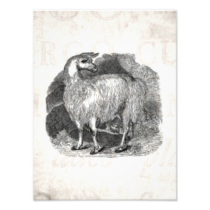 Vintage 1800er Lama Retro Alpaka Lamas Vorlage Fotodruck