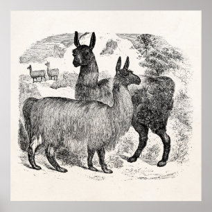 Vintage 1800er Lama Retro Lamas Alpaka Vorlage Poster