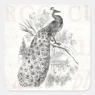 Vintage 1800er Retro-Pfau-Illustrationsvorlage Quadratischer Aufkleber