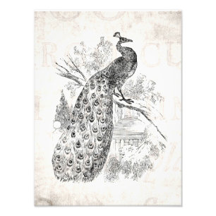 Vintage 1800er Retro-Pfau-Illustrationvorlage Fotodruck