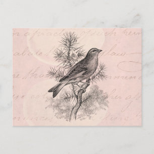 Vintage 1800er Rosen-Hänfling Singvogel Finken Vög Postkarte