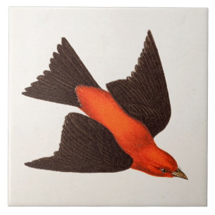 Vintage 1800er Scharlachtanager Vogels Singvögel V Fliese
