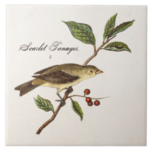 Vintage 1800er Scharlachtanager Vogels Singvögel V Fliese