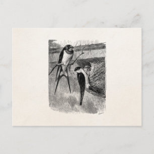 Vintage 1800er Schwalbe Martin Vögel Schwalben Postkarte