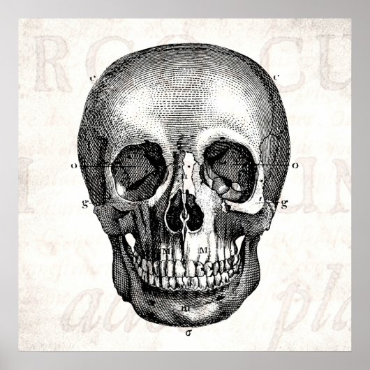 Vintage 1800er Skull Retro Anatomisch Alt Zeichnen Poster (Vorne)