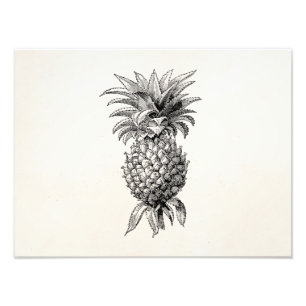 Vintage 1800s Ananas-Illustrations-Ananas Fotodruck
