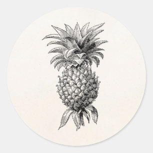 Vintage 1800s Ananas-Illustrations-Ananas Runder Aufkleber