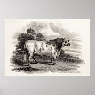 Vintage 1800s Bull Old Agricultural White Bulls Poster