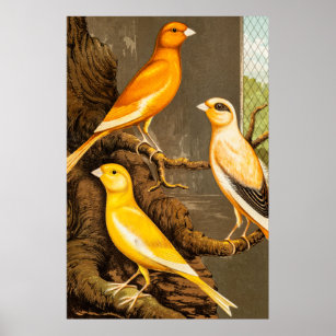 Vintage 1800s Canary Song Bird Template Canaries Poster