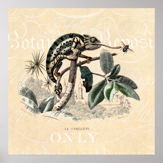 Vintage 1800s Chameleon Lizard Retro Chameleons Poster (Vorne)