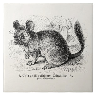 Vintage 1800s Chinchilla-Chinchilla-Illustration Fliese