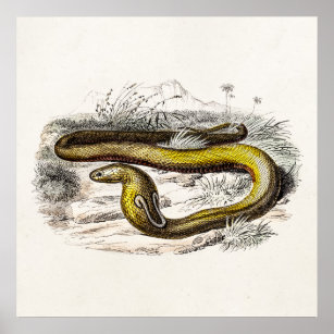 Vintage 1800s Cobra Snake Retro Cobras Drawing Poster