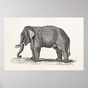 Vintage 1800s Elefant-Illustration - Elefanten Poster