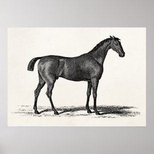 Vintage 1800s English Race Horse - Racing Horses Poster