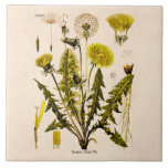 Vintage 1800s färben den Löwenzahn gelb, der Fliese<br><div class="desc">Kundenspezifische Schablone für große Keramik-Fliesen - kundengebundene Fliesen-Vorlagen. Personifizieren Sie mit Ihrem eigenen Namen, kopieren Sie, entwerfen Sie, zitieren Sie, Monogramm oder Fotografie. Benutzen Sie unsere coolen Vorlagen, Grafik, Fotos, Grafiken und Illustrationen, dann addieren Sie Namen, Text, Zitate und Monogramme, um Ihre eigene Keramikfliese herzustellen. Klicken Sie "besonders anfertigen es!"...</div>