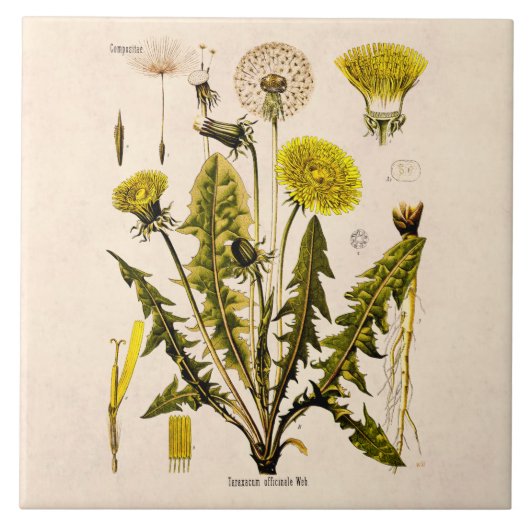 Vintage 1800s färben den Löwenzahn gelb, der Fliese (Vorderseite)