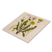 Vintage 1800s färben den Löwenzahn gelb, der Fliese (Seite)