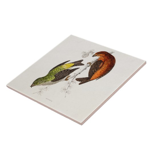 Vintage 1800s fliese (Seite)