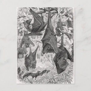Vintage 1800s Flying Fox Bat Retro Template Postkarte