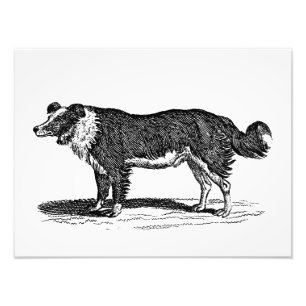 Vintage 1800s Grenzcollie-Hundeillustration Fotodruck