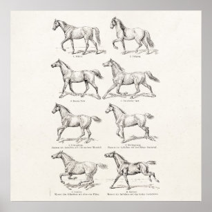 Vintage 1800s Horse Gaits Illustration Horses Poster