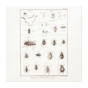 Vintage 1800s Insekten-Wanzen-Käfer-Illustration Leinwanddruck