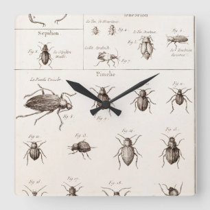 Vintage 1800s Insekten-Wanzen-Käfer-Illustration Quadratische Wanduhr