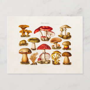 Vintage 1800s Mushroom Variety Red Mushrooms Postkarte