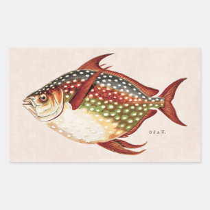 Vintage 1800s Opah tropisches zur Schau tragendes Rechteckiger Aufkleber