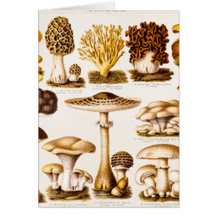 Vintage 1800s Pilz-Vielzahl-Schablone