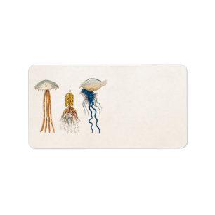 Vintage 1800s Quallen-Illustration - Qualle Adressaufkleber