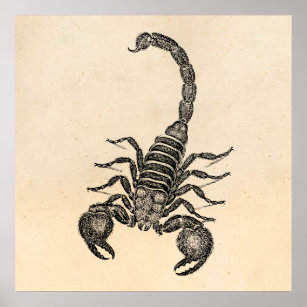 Vintage 1800s Scorpion Illustration - Scorpions Poster