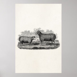 Vintage 1800s Sheep Ewe Illustration Retro Farm Poster