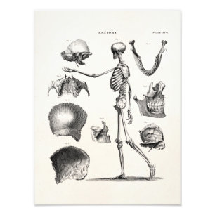 Vintage 1800s Skeleton antike Anatomie-Skelette Fotodruck