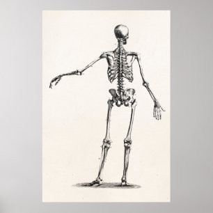Vintage 1800s Skeleton antike Anatomie-Skelette Poster