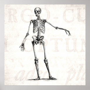Vintage 1800s Skeleton Retro Skeletons Anatomy Poster