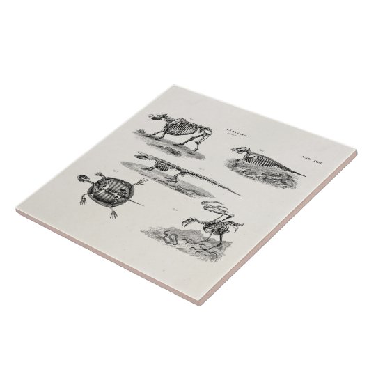 Vintage 1800s Tierskelett-antike Anatomie Fliese (Seite)