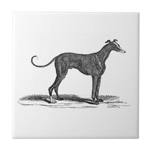 Vintage 1800s Windhund-Hundeillustration - Hunde Fliese (Vorderseite)