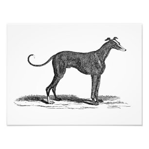 Vintage 1800s Windhund-Hundeillustration - Hunde Fotodruck