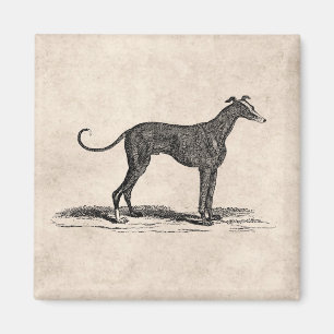 Vintage 1800s Windhund-Hundeillustration - Hunde Magnet