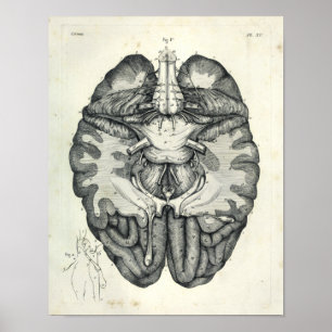 Vintage 1805 Anatomischer Gehirn-Schädelnerven-Dru Poster